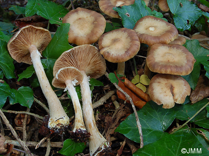 Armillaria cepistipes