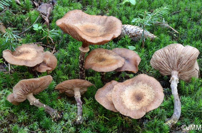 Armillaria cepistipes