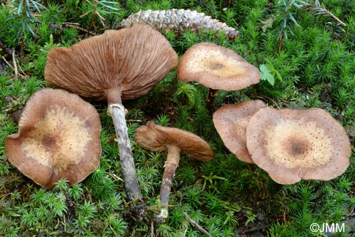 Armillaria cepistipes