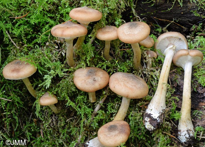 Armillaria cepistipes f. pseudobulbosa