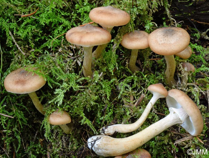 Armillaria cepistipes f. pseudobulbosa