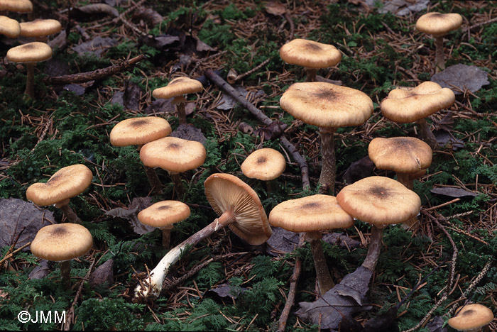 Armillaria cepistipes