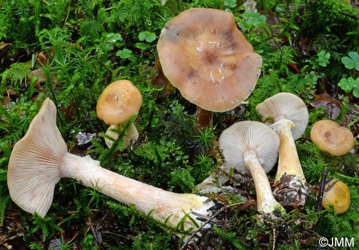 Armillaria gallica = Armillaria bulbosa