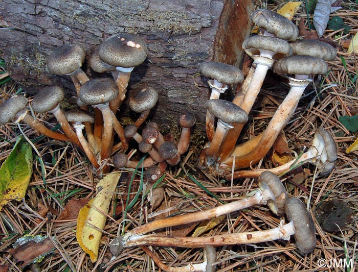 Armillaria griseofusca