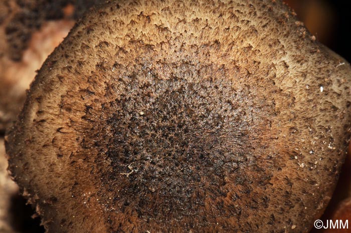 Armillaria griseofusca