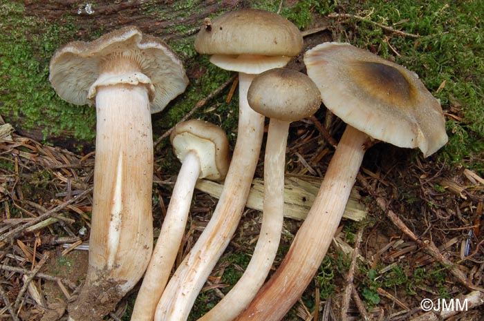 Armillaria griseofusca