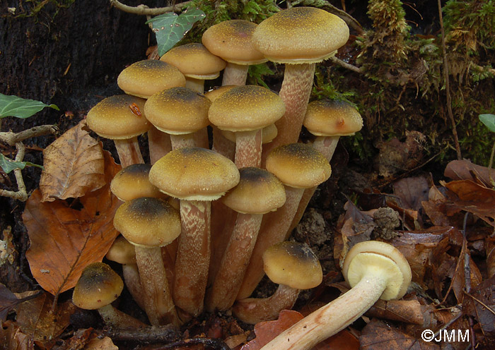 Armillaria mellea