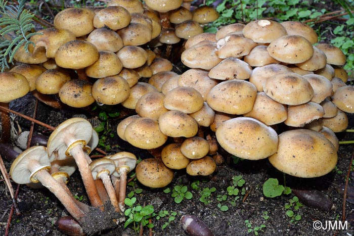 Armillaria mellea