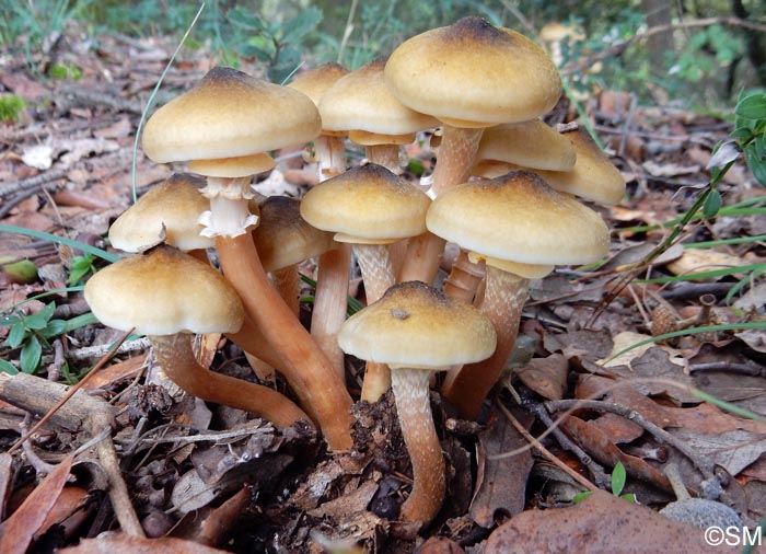 Armillaria mellea