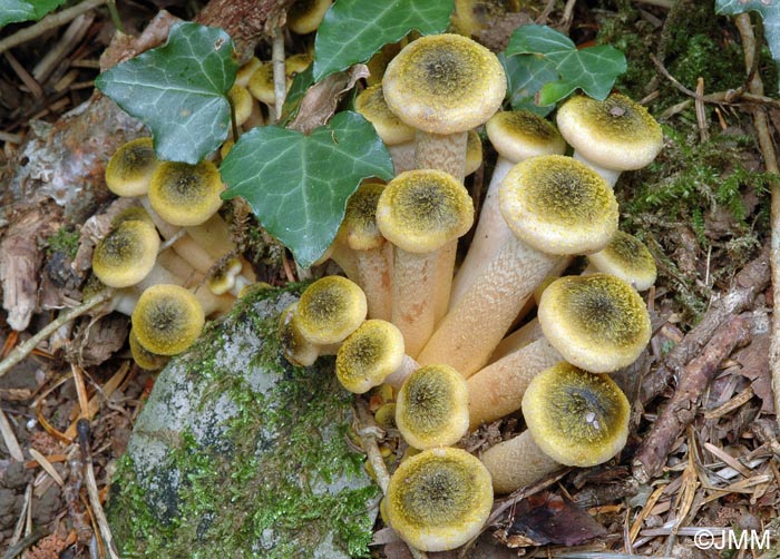 Armillaria mellea