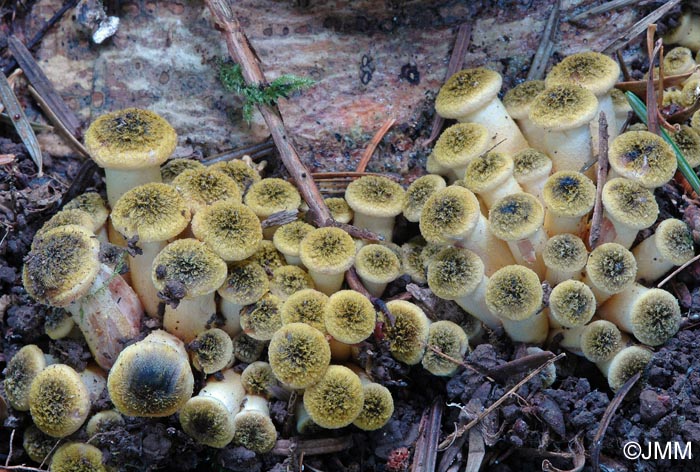 Armillaria mellea