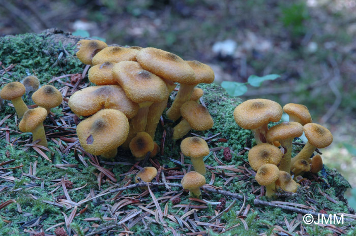 Armillaria mellea