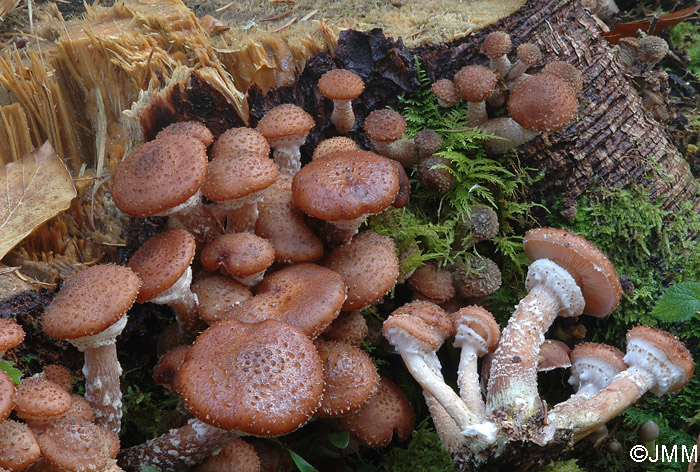 Armillaria obscura = Armillaria ostoyae