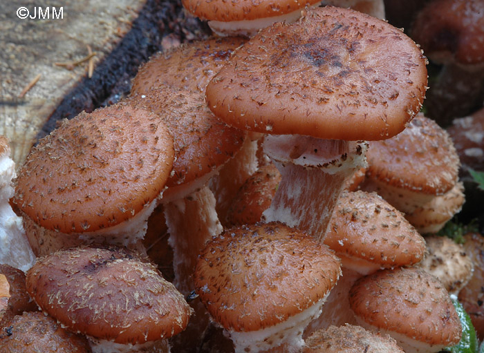 Armillaria obscura = Armillaria ostoyae