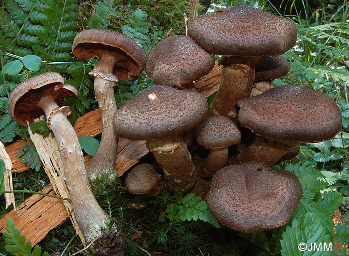 Armillaria obscura = Armillaria ostoyae