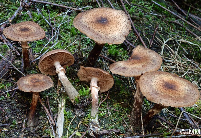 Armillaria obscura = Armillaria ostoyae