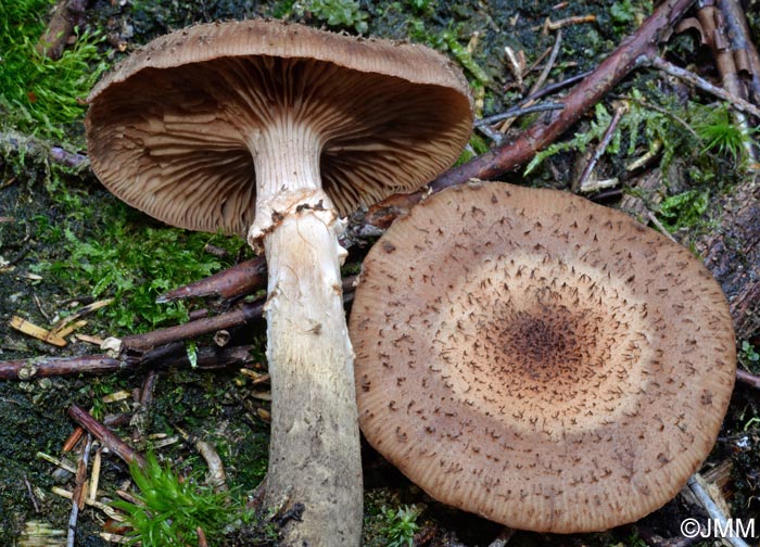 Armillaria obscura = Armillaria ostoyae