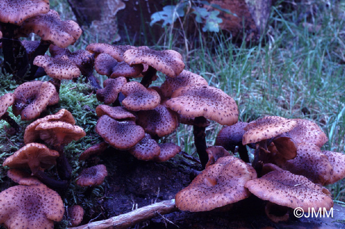 Armillaria obscura = Armillaria ostoyae