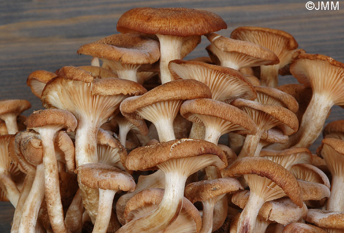 Armillaria tabescens