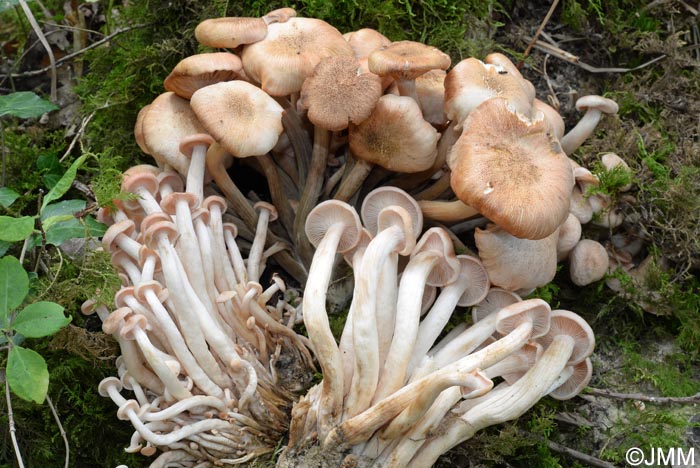 Armillaria tabescens = Desarmillaria tabescens