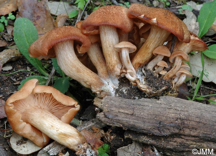 Armillaria tabescens = Desarmillaria tabescens