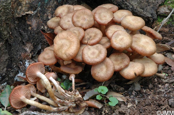 Armillaria tabescens = Desarmillaria tabescens