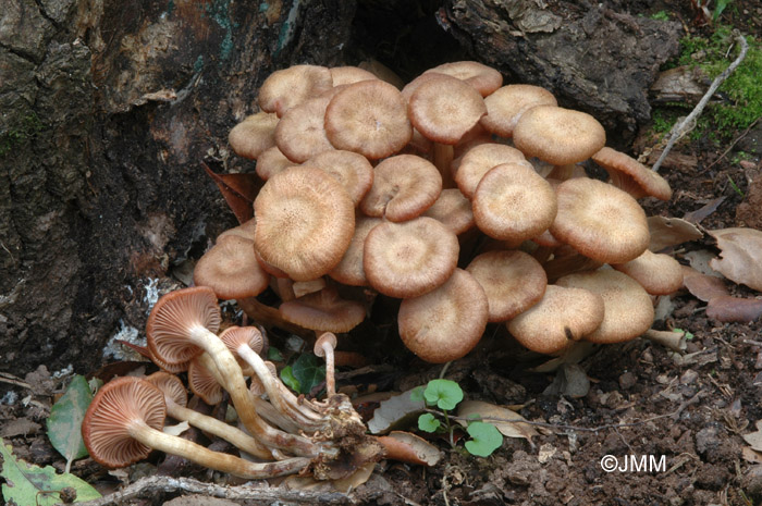 Armillaria tabescens