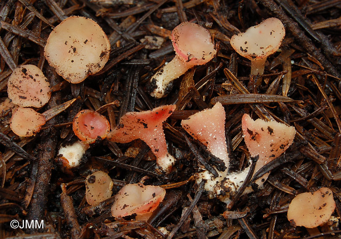 Arpinia luteola var. pallidorosea