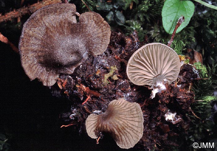 Arrhenia acerosa