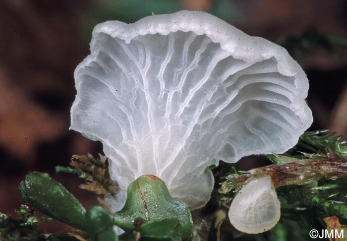 Arrhenia lobata "forme blanche"