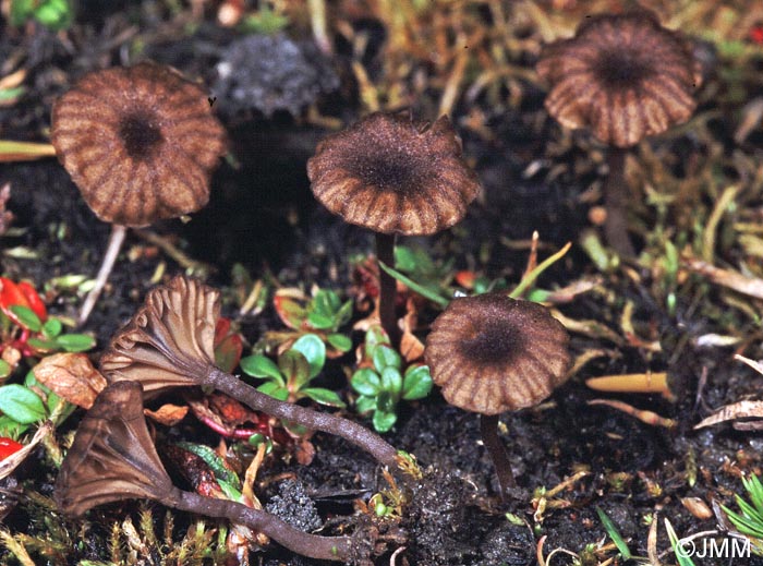 Arrhenia obatra = Omphalina obatra