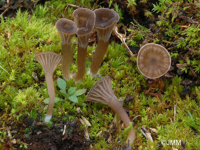 Arrhenia rickenii = Phaeotellus rickenii