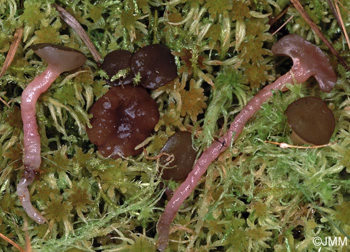 Ascocoryne turficola = Sarcoleotia turficola