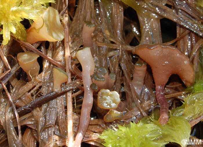 Ascocoryne turficola = Sarcoleotia turficola