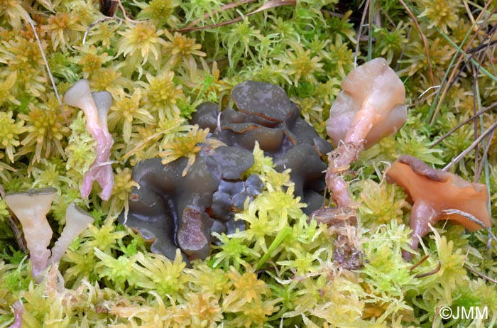 Ascocoryne turficola = Sarcoleotia turficola