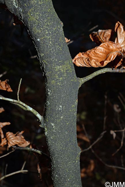 Ascodichaena rugosa