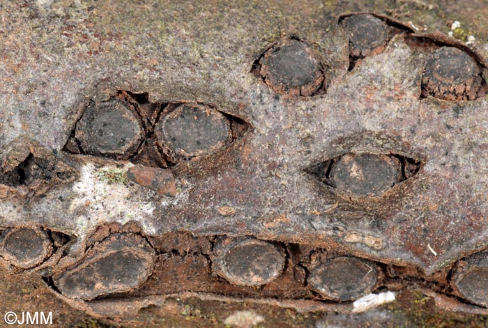 Hypoxylon marginatum = Biscogniauxia marginata