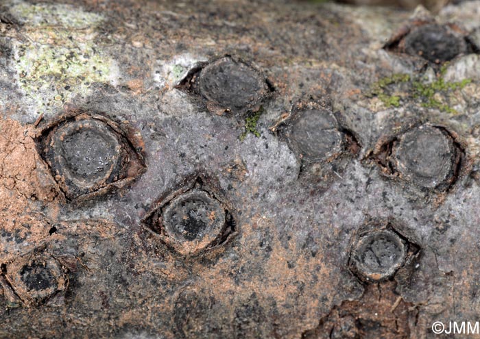 Hypoxylon marginatum = Biscogniauxia marginata