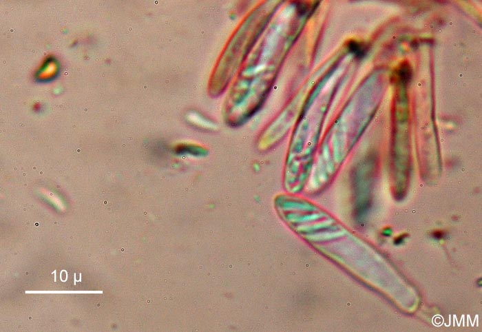 Cistella acuum : asques & ascospores