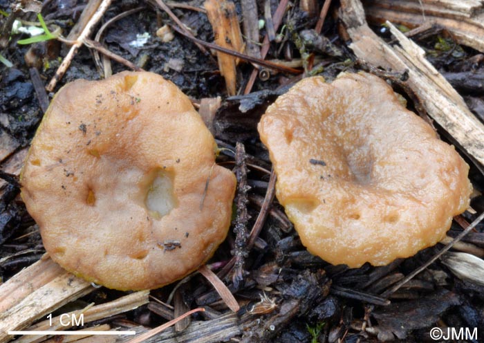 Gyromitra geogenia