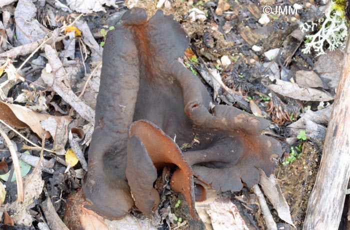 Gyromitra sp. = Discina sp.