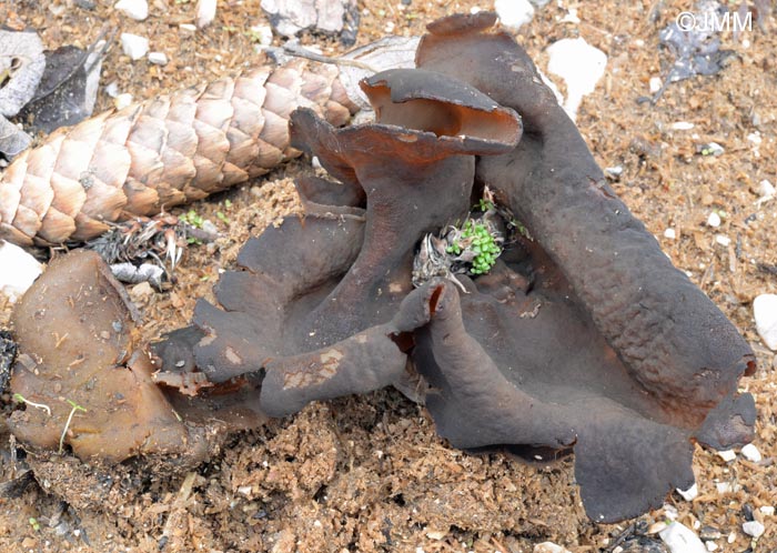 Gyromitra sp. = Discina sp.