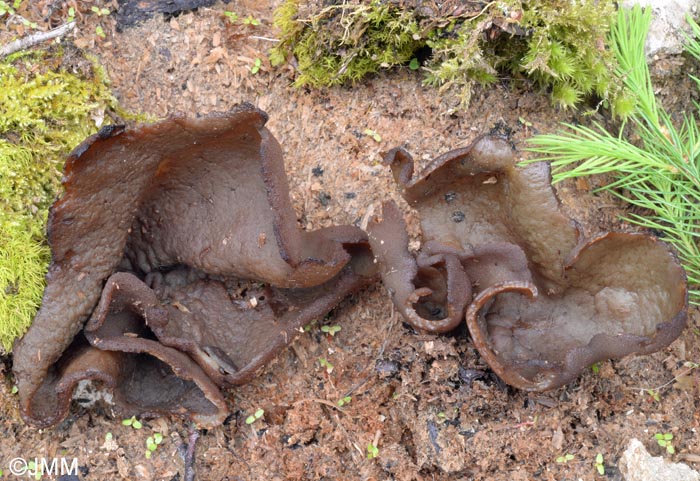 Gyromitra sp. = Discina sp.