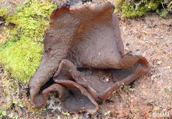 Gyromitra sp. = Discina sp.