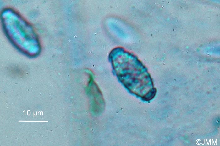 Gyromitra sp. : ascospores