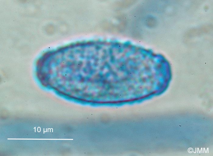 Gyromitra sp. : ascospores