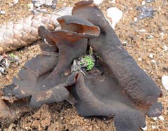 Gyromitra sp.