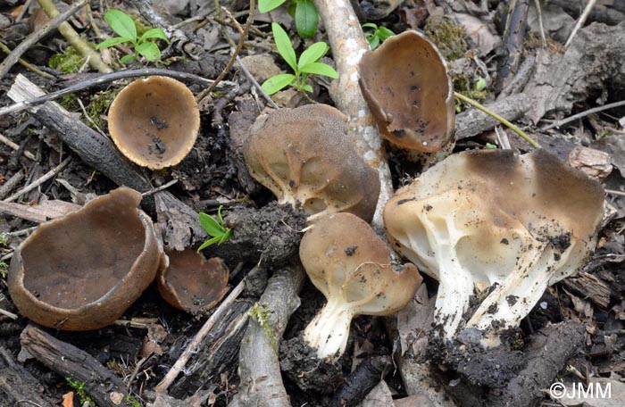 Helvella acetabulum