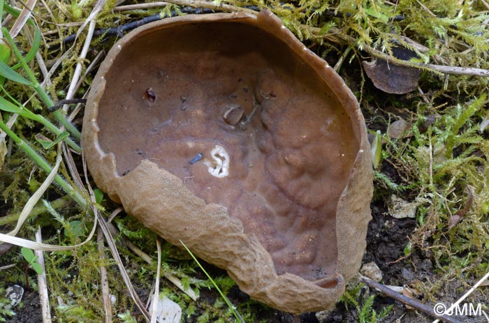 Helvella calycina