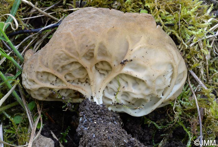 Helvella calycina